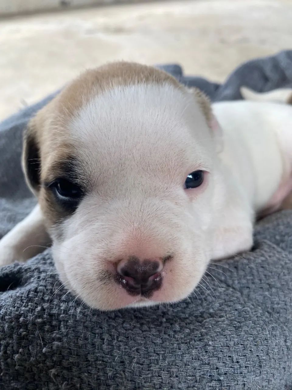 Cachorro  - Foto 4