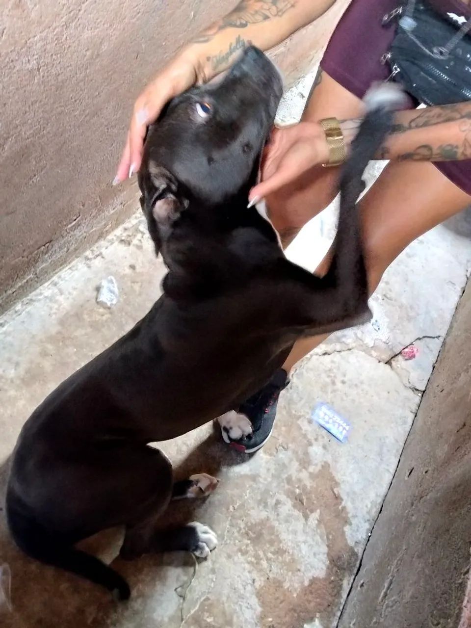 Adoção responsável 