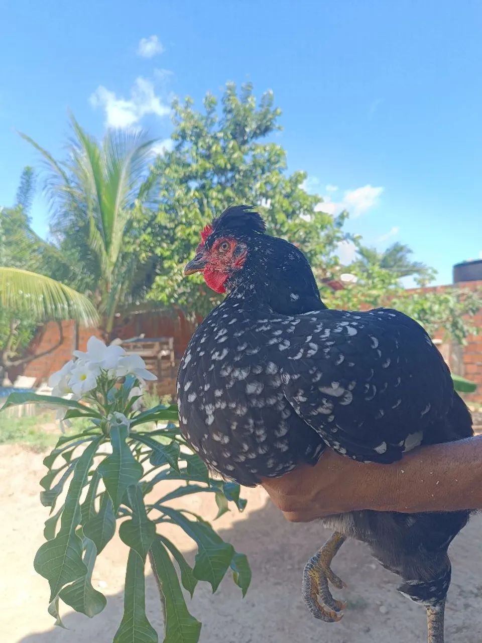 Ovos férteis Galinha GSB. Aves de alto padrão. - Foto 2