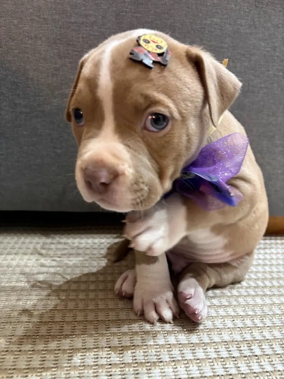 Filhotes de American Bully - Foto 2