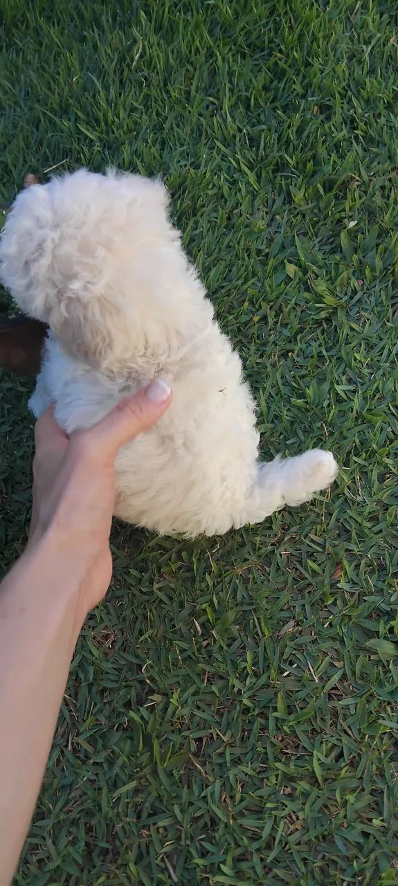 Poodle ?  - Foto 5