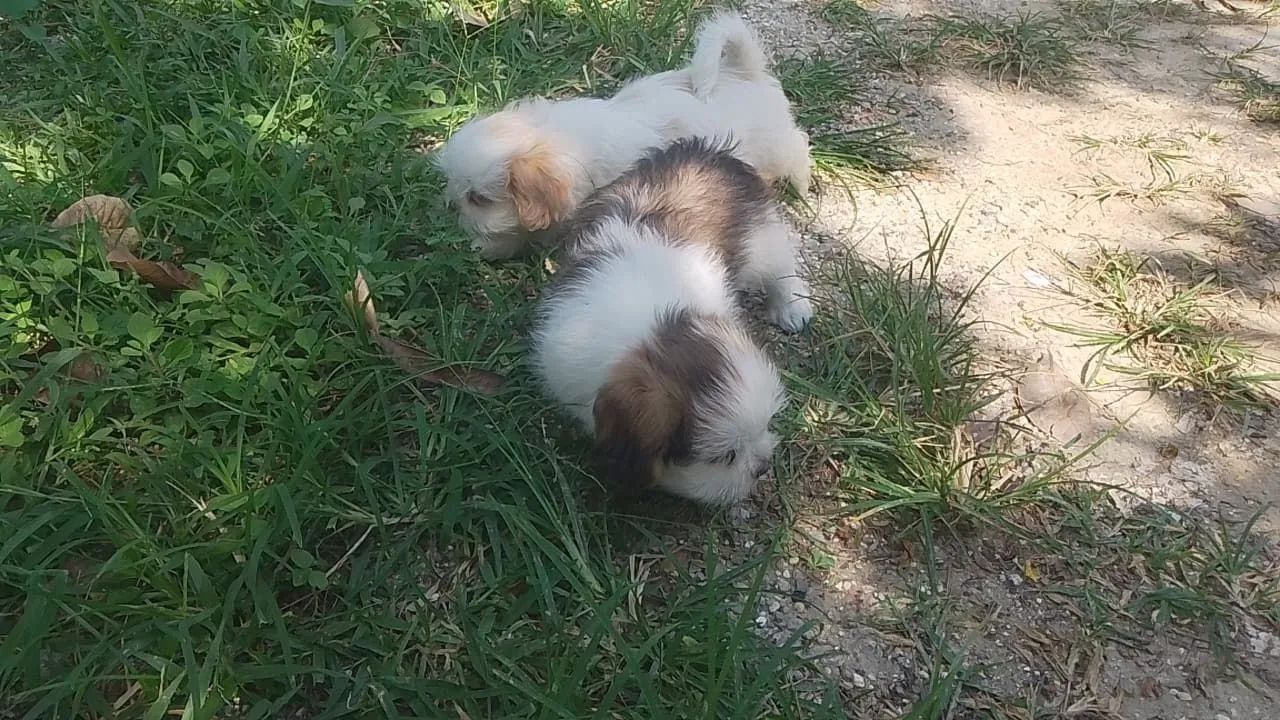 Shih tzu 