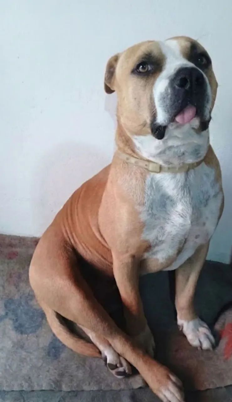 Adoção responsável  - Foto 2