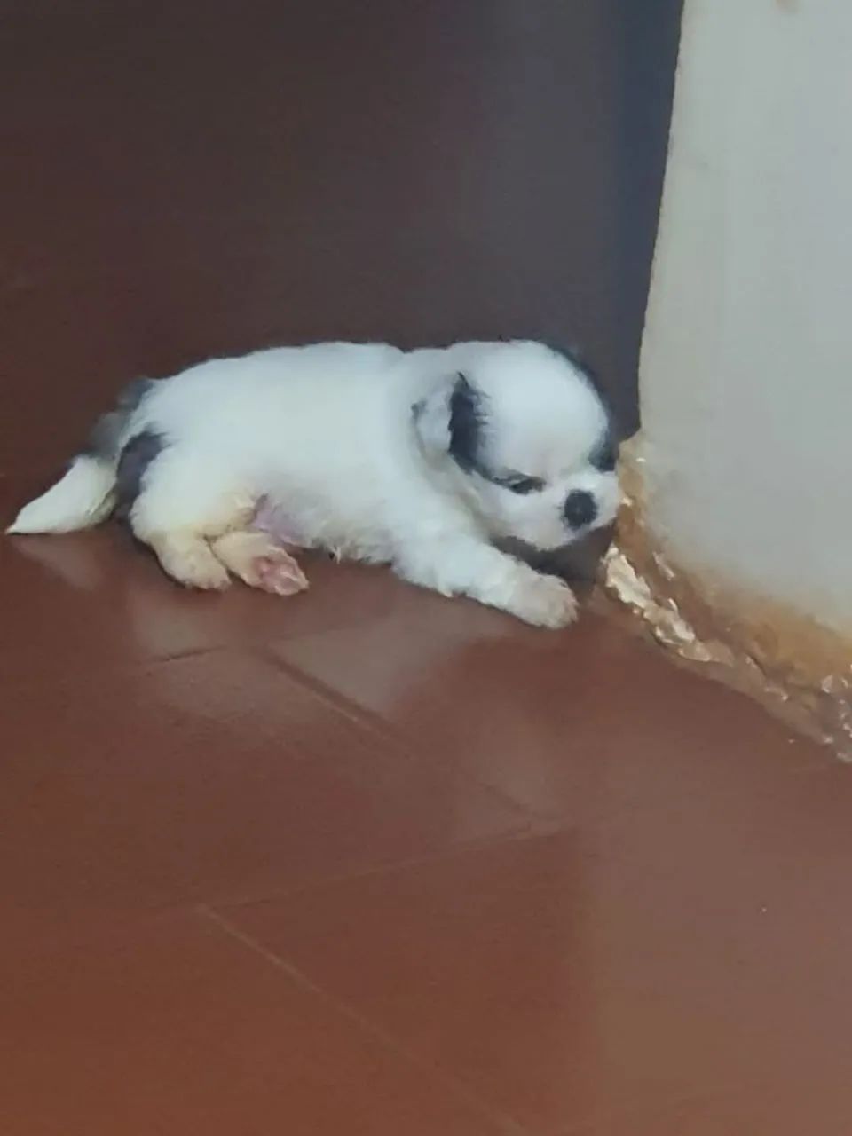 Vendo filhote shitzu macho 