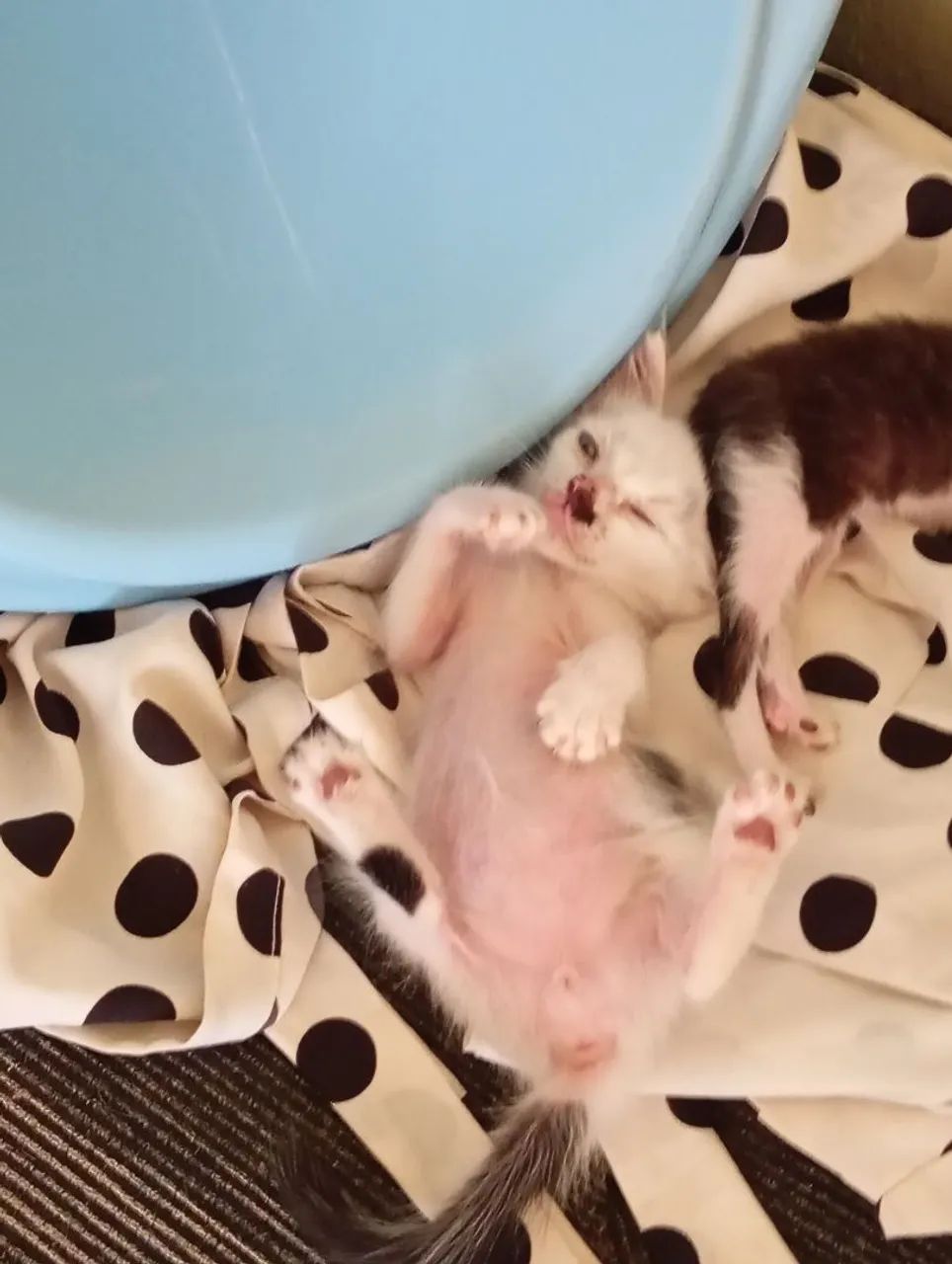 Gatinho pra doação  - Foto 5