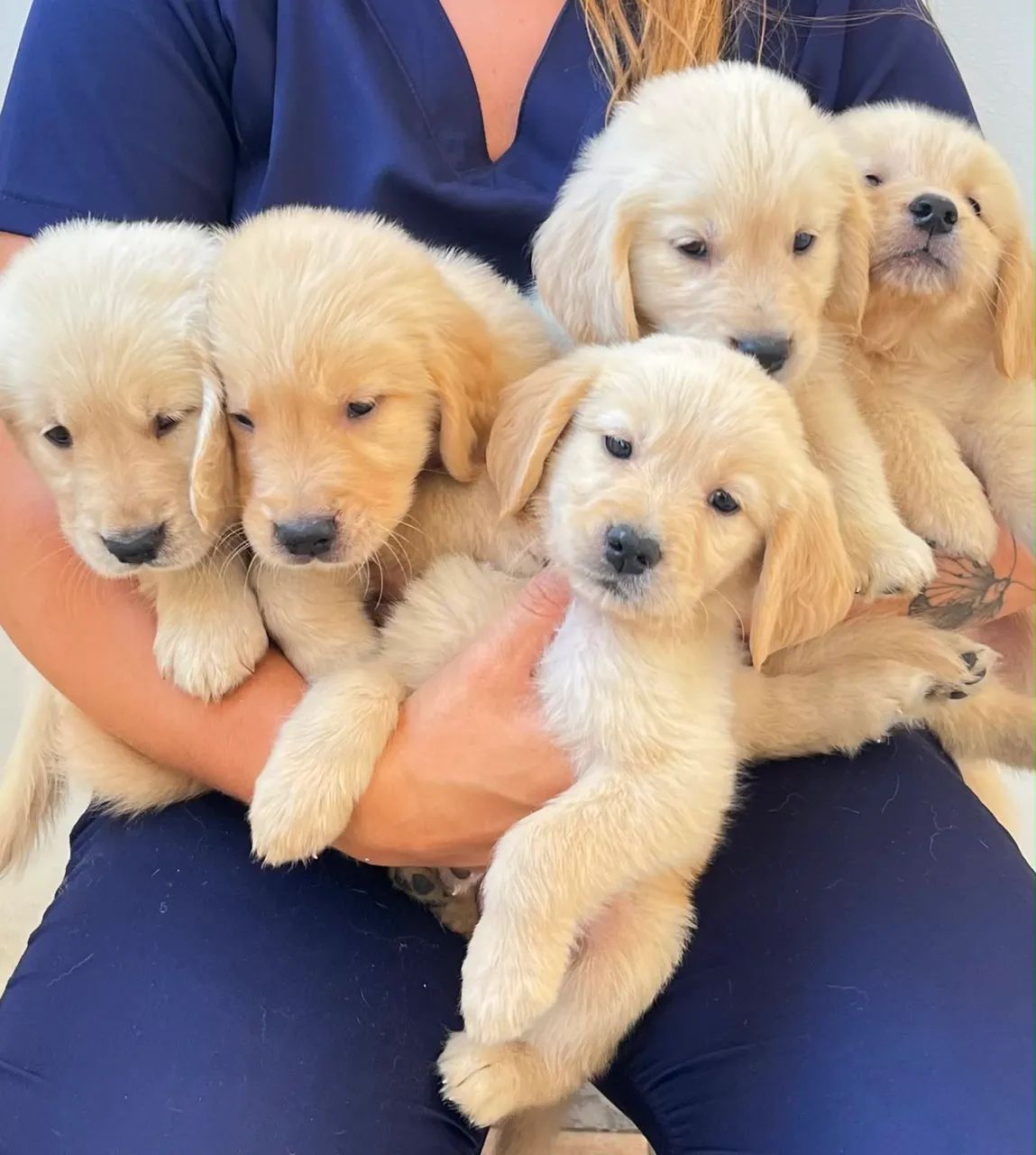 Golden Retriever 