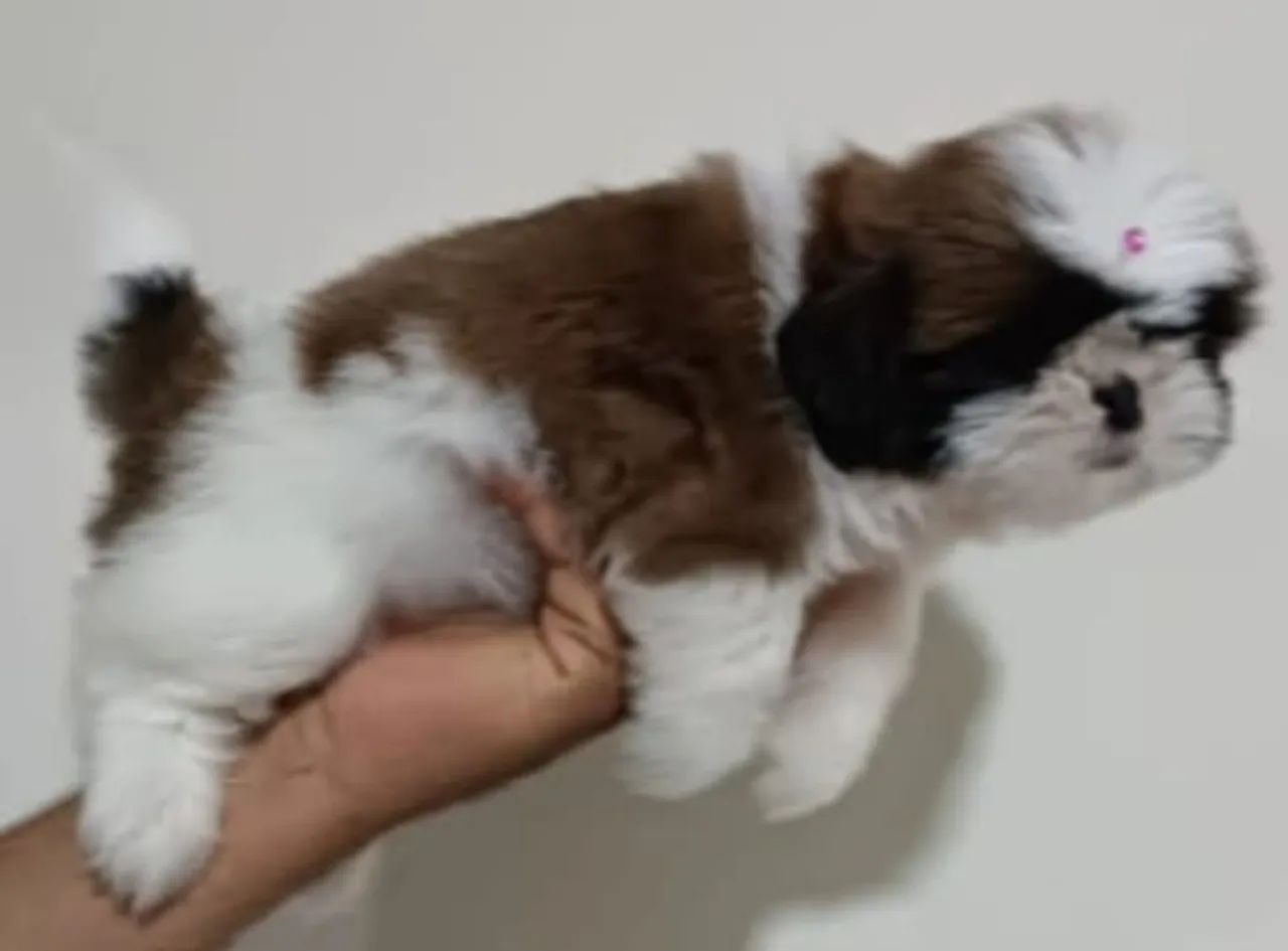 Cachorro ?