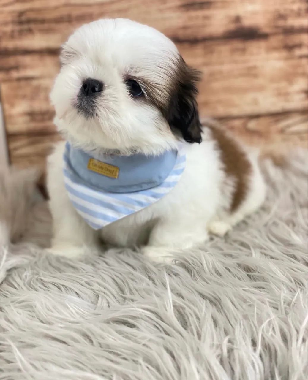 Shihtzu  - Foto 5