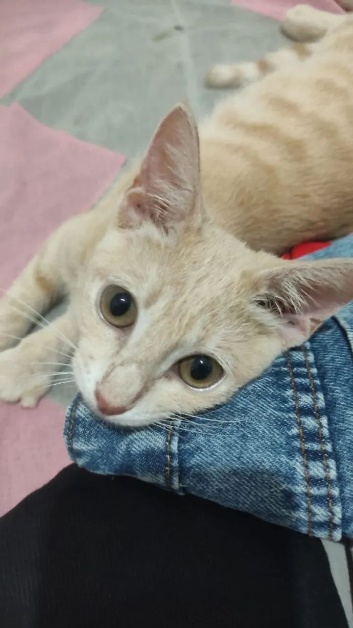 Gatinho para adoção 