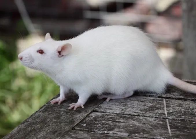 Rato Twister pet <3  - Foto 5