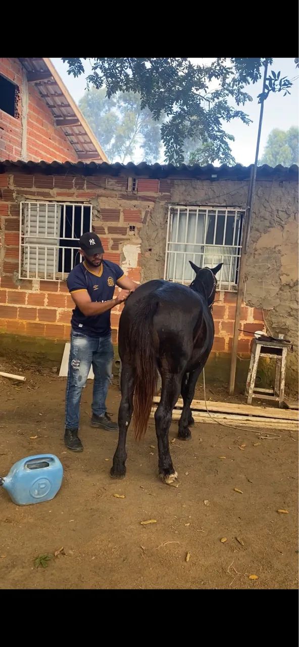Égua quarto de milha  - Foto 3