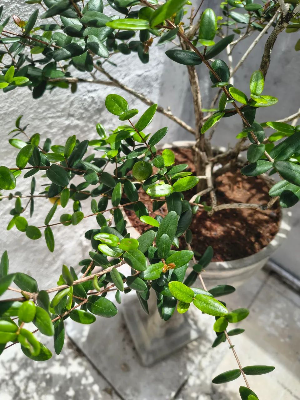 Bonsay raro de uvaia uma fruta muito deliciosa raro de coleção único  - Foto 3