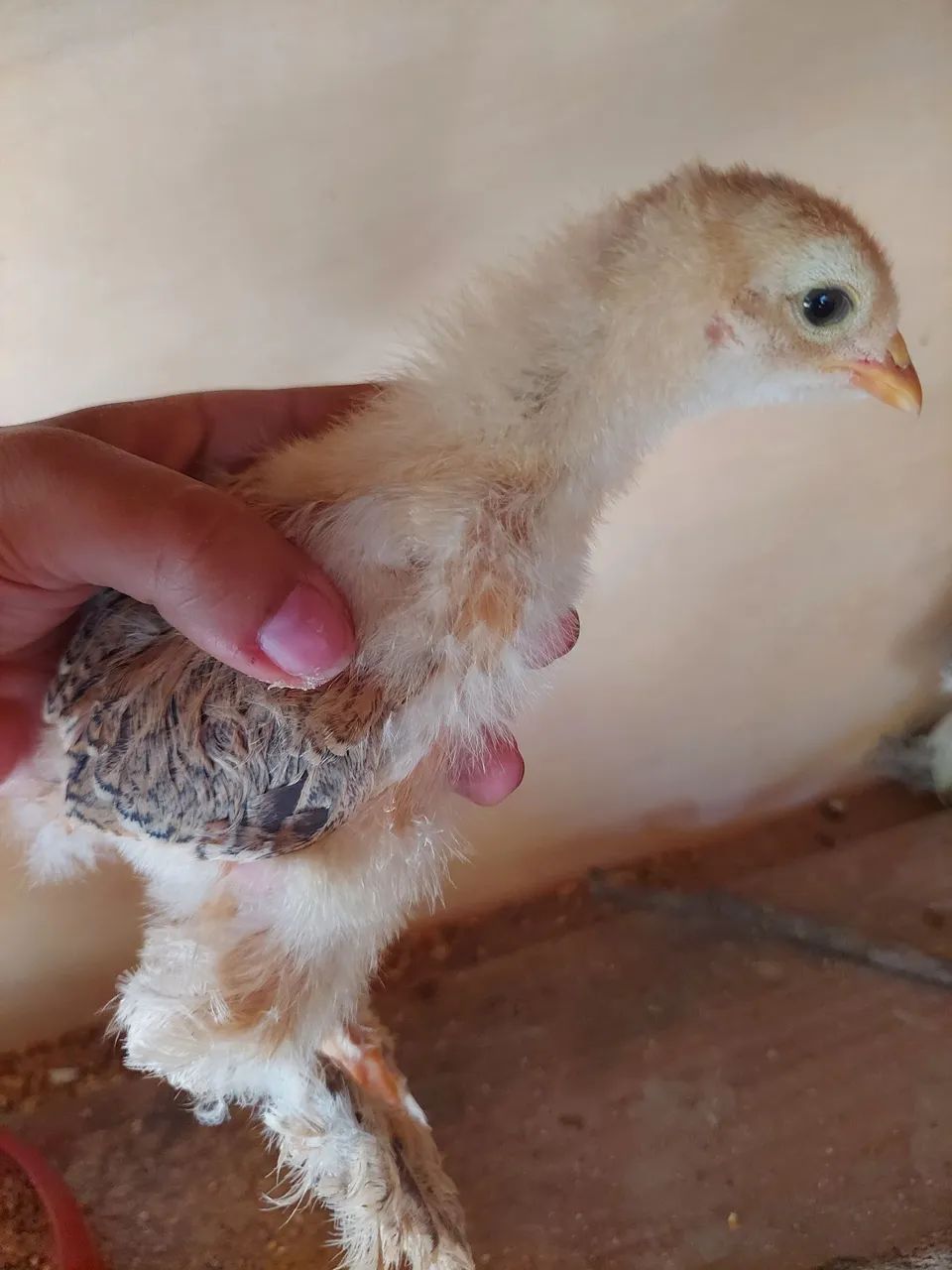 Pintinho Brahma 1 mês  - Foto 5