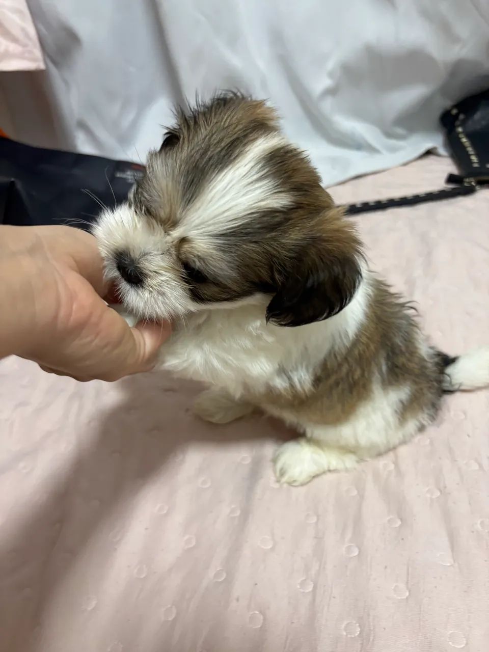 Shih tzu  - Foto 2