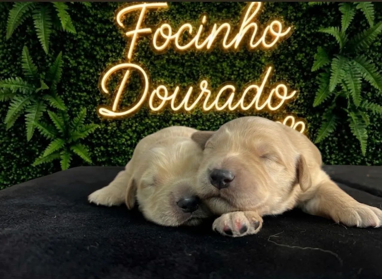 Golden retriever  - Foto 3