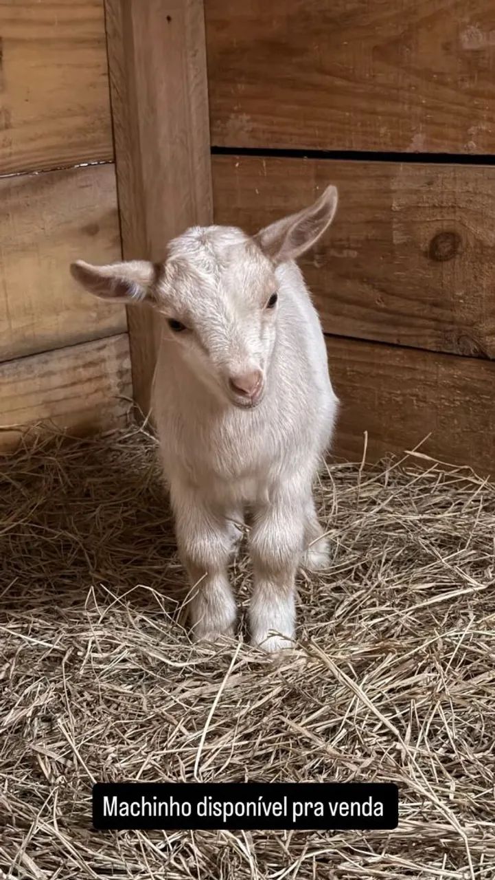 Mini Cabritinhos para venda