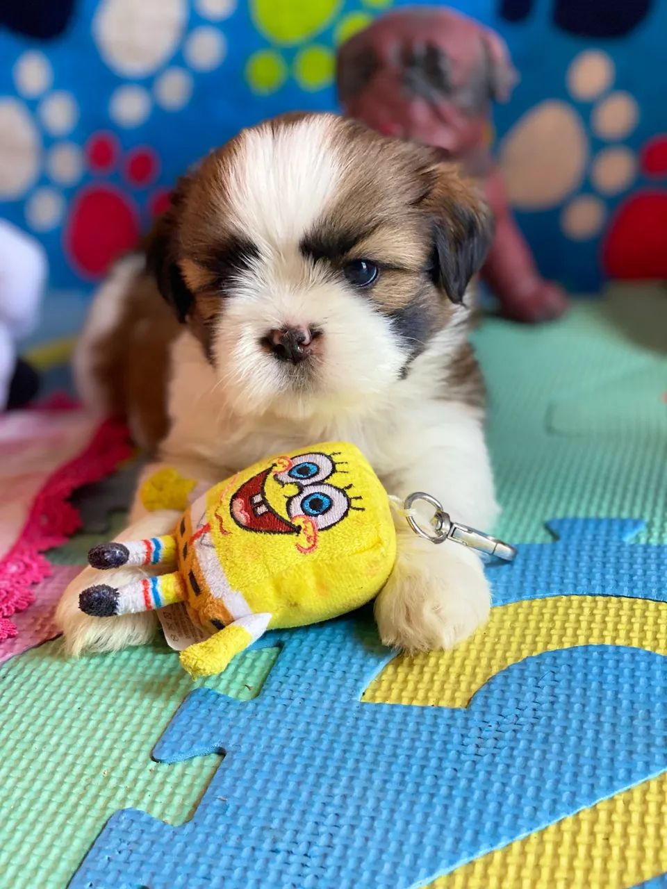 Filhotes Shihtzu - Foto 3