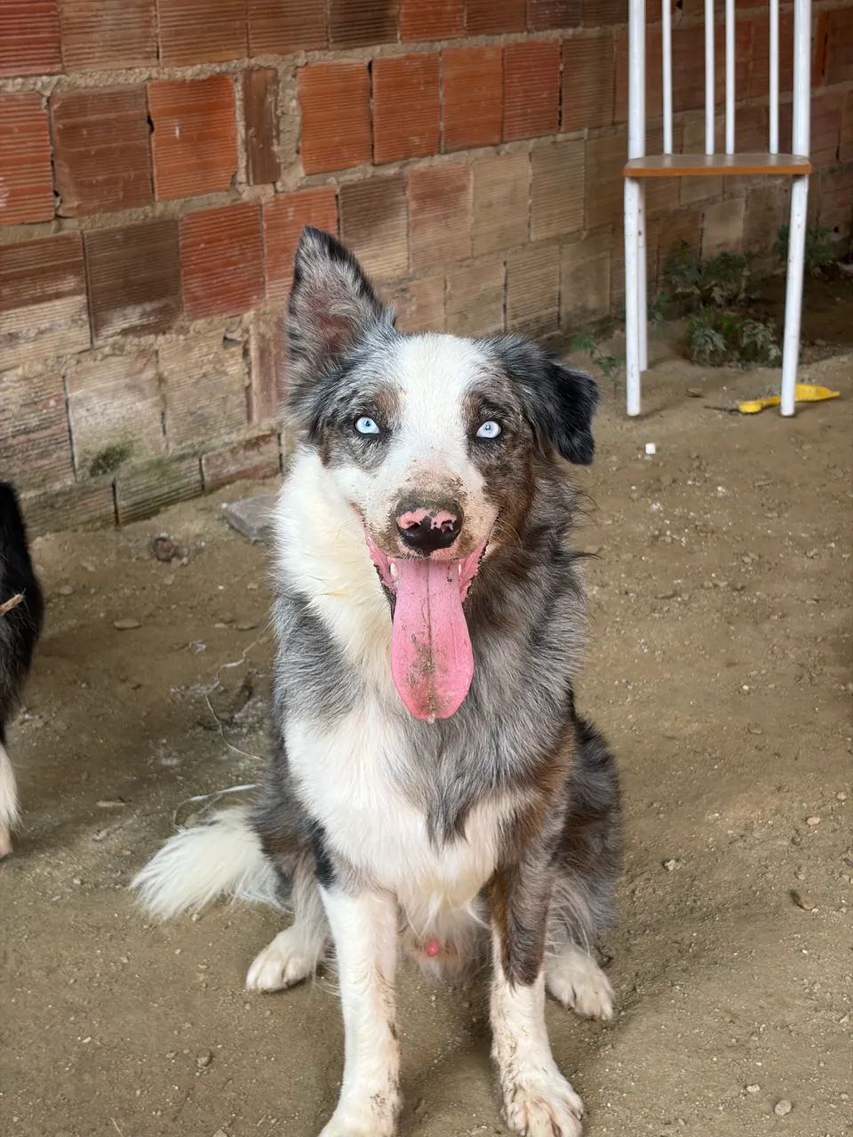 Filhote de Border collie ( fotos dos pais nas fotos) - Foto 3