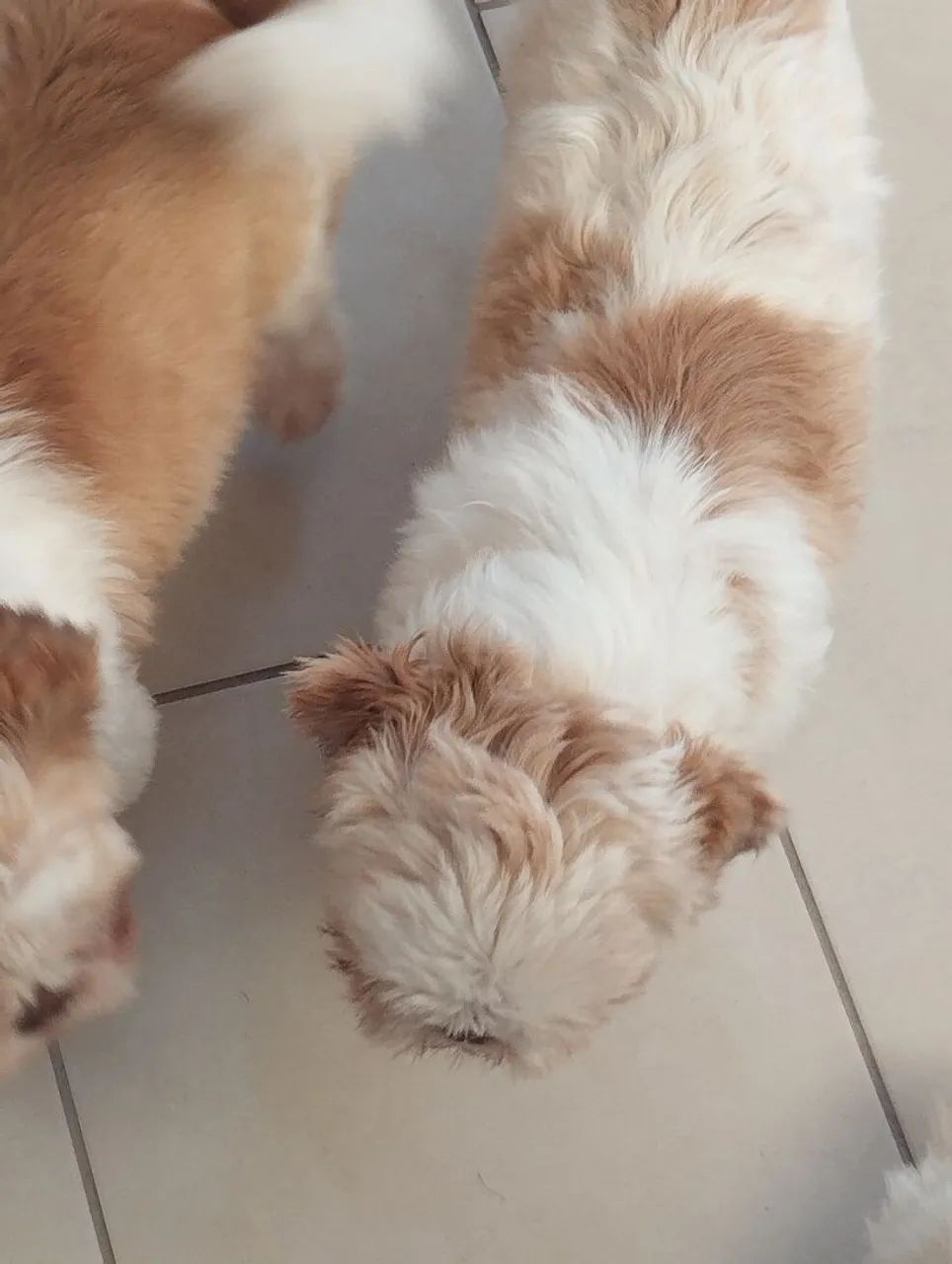 Shihtzu fêmea 600,00 cada  - Foto 3