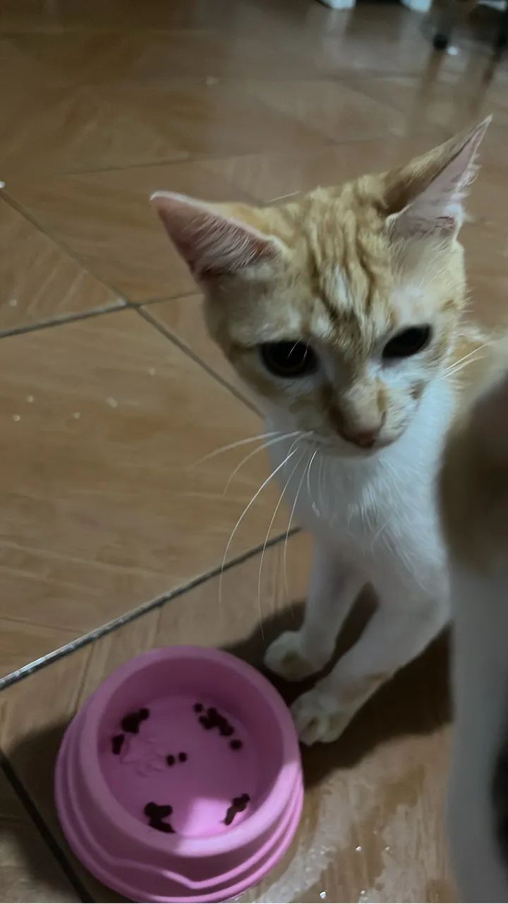 GATINHA PARA DOAÇÃO - Foto 4
