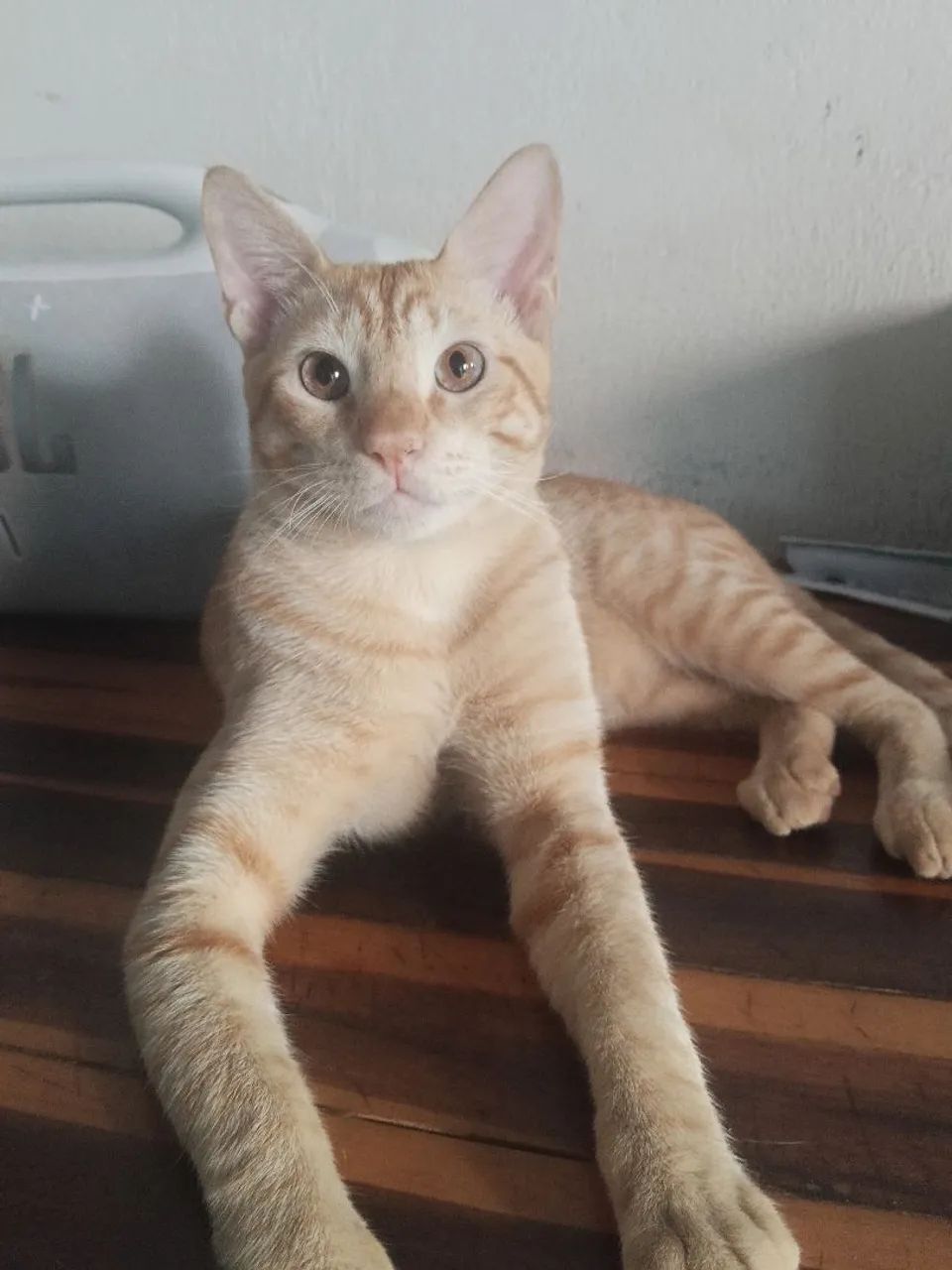 Doação de gato laranja  - Foto 2