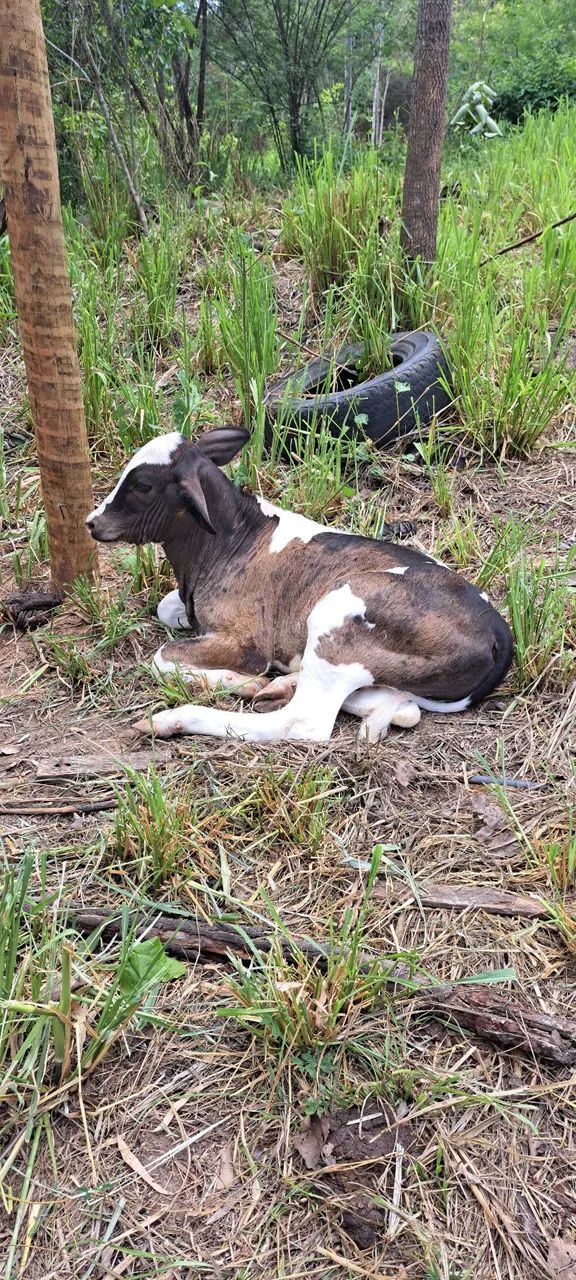 Vaca leiteira, com bezerro. - Foto 4
