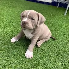 American Bully filhotes 