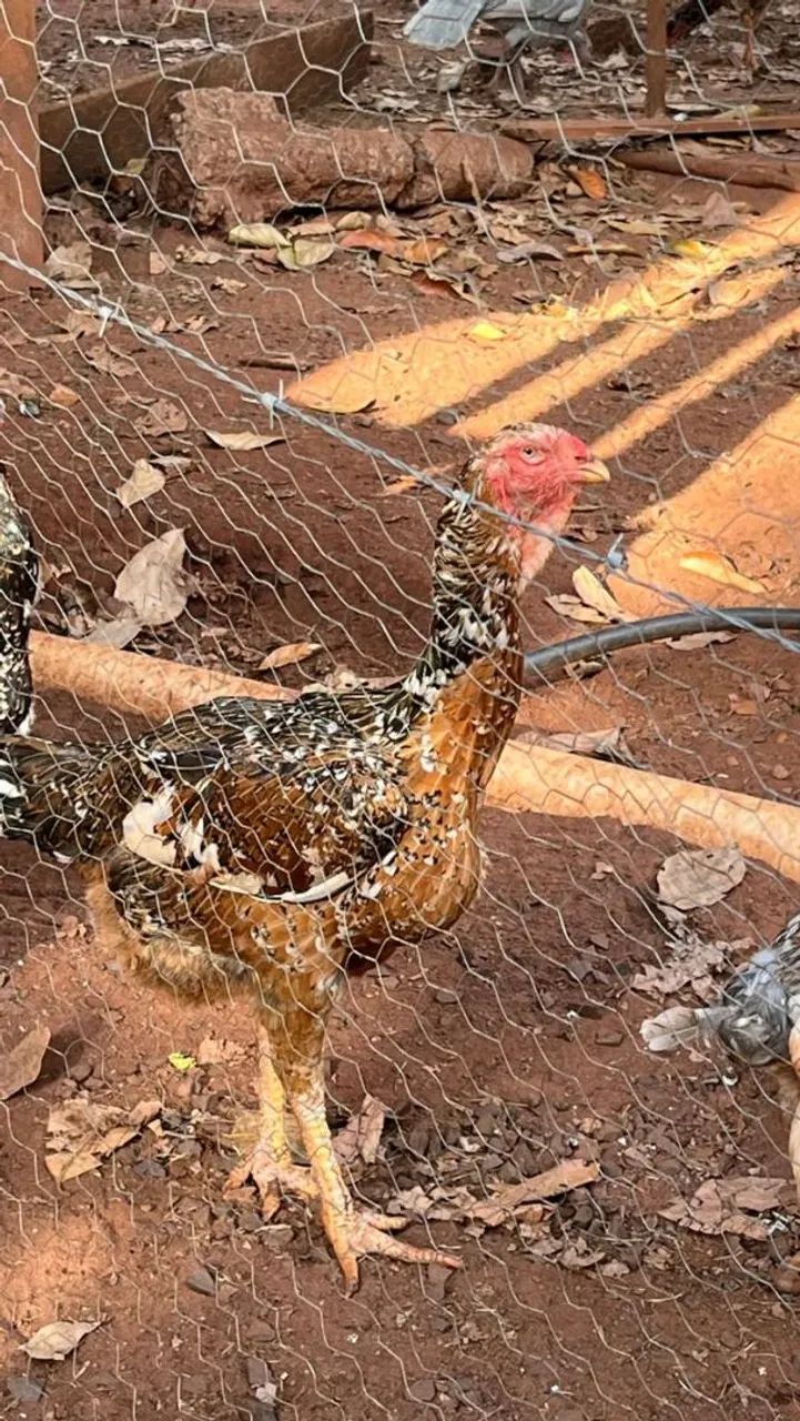 Animais e ovos - Foto 4
