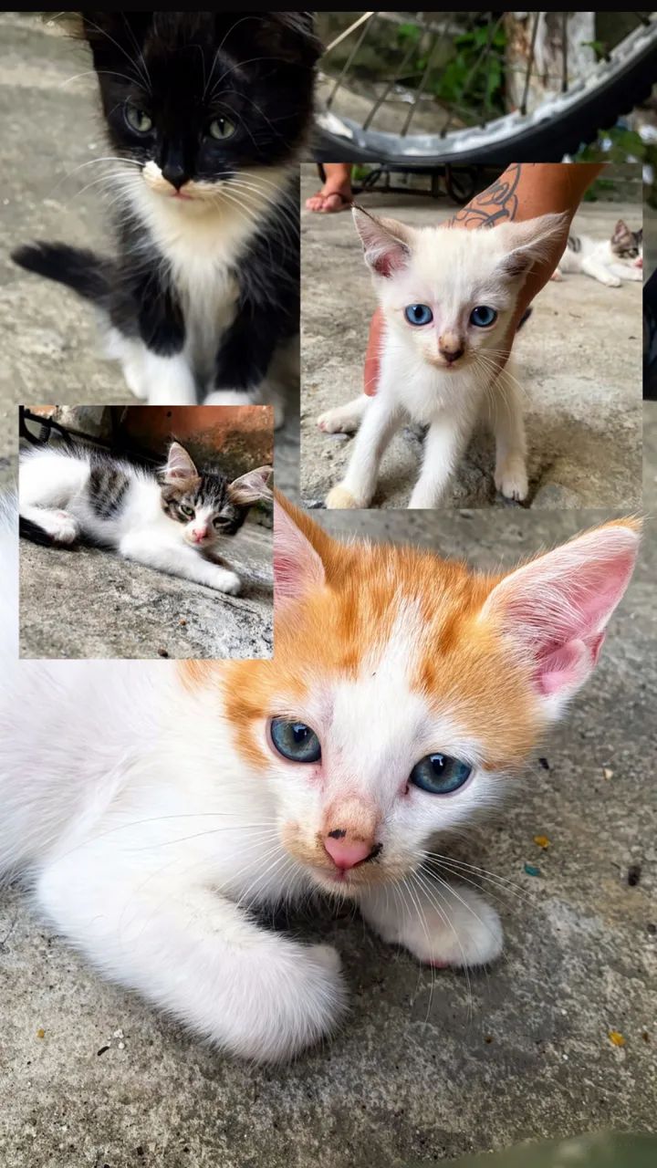 adoção gatinhos 3 fêmea 1 macho  - Foto 6