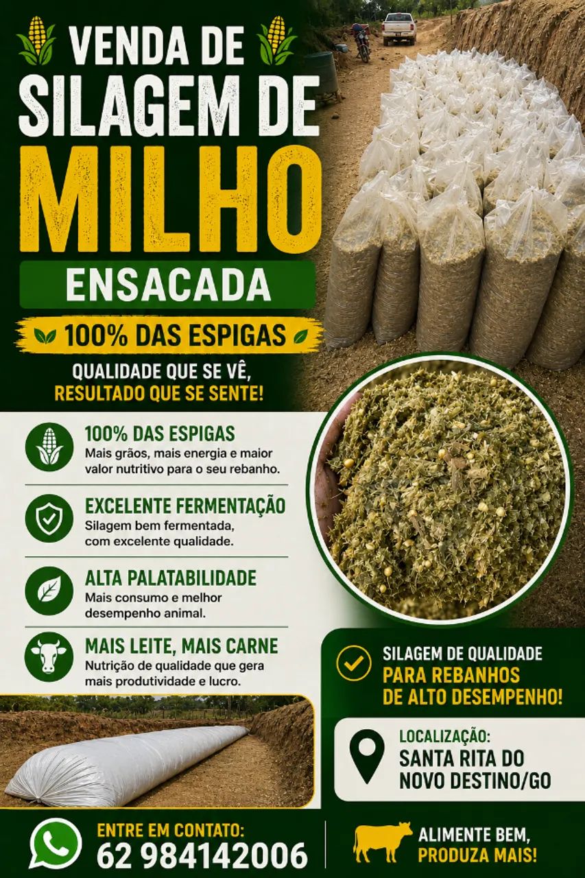 Silagem ensacada de milho com 100% das espigas 