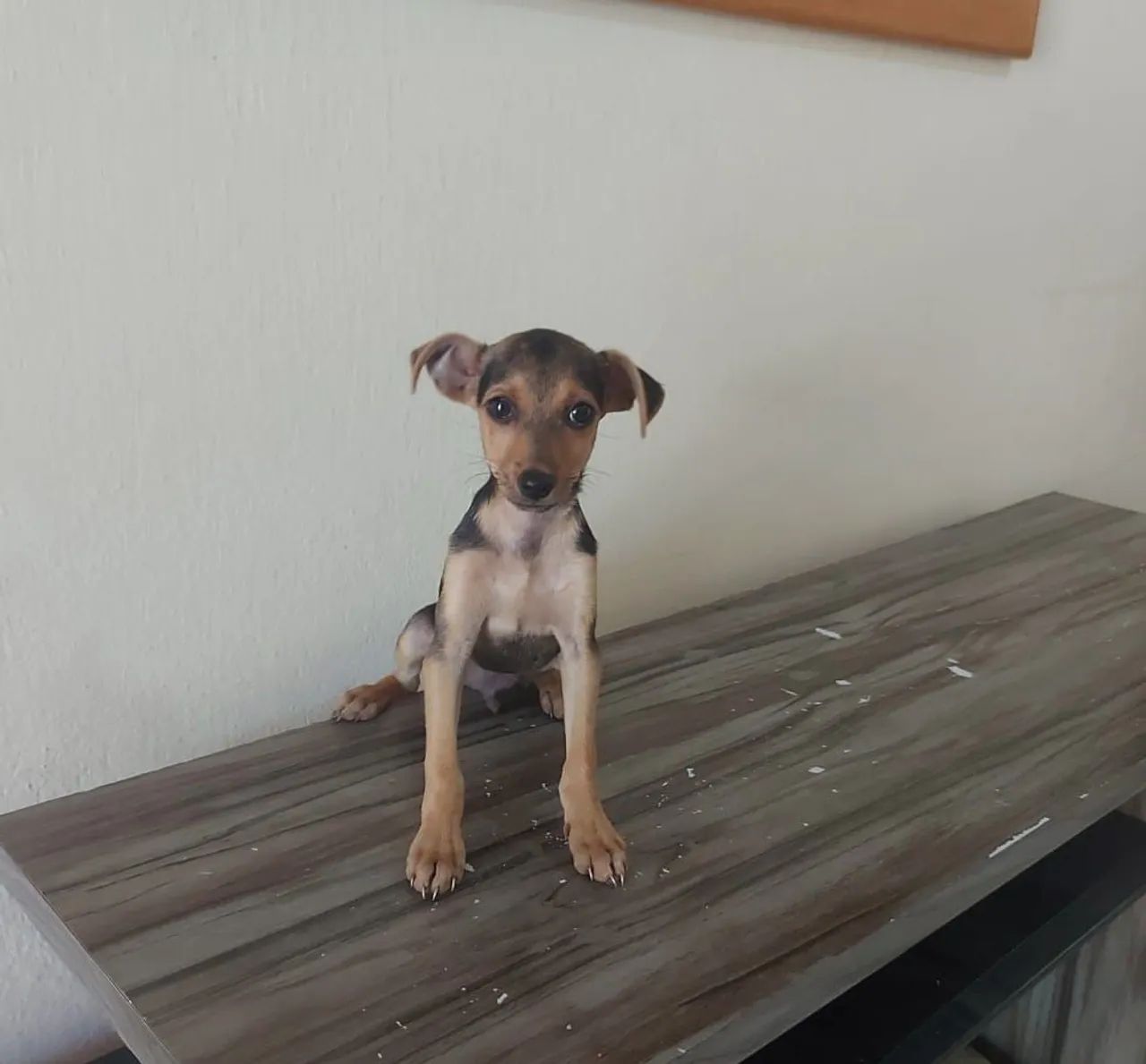 Pinscher (aceito cartão) - Foto 3