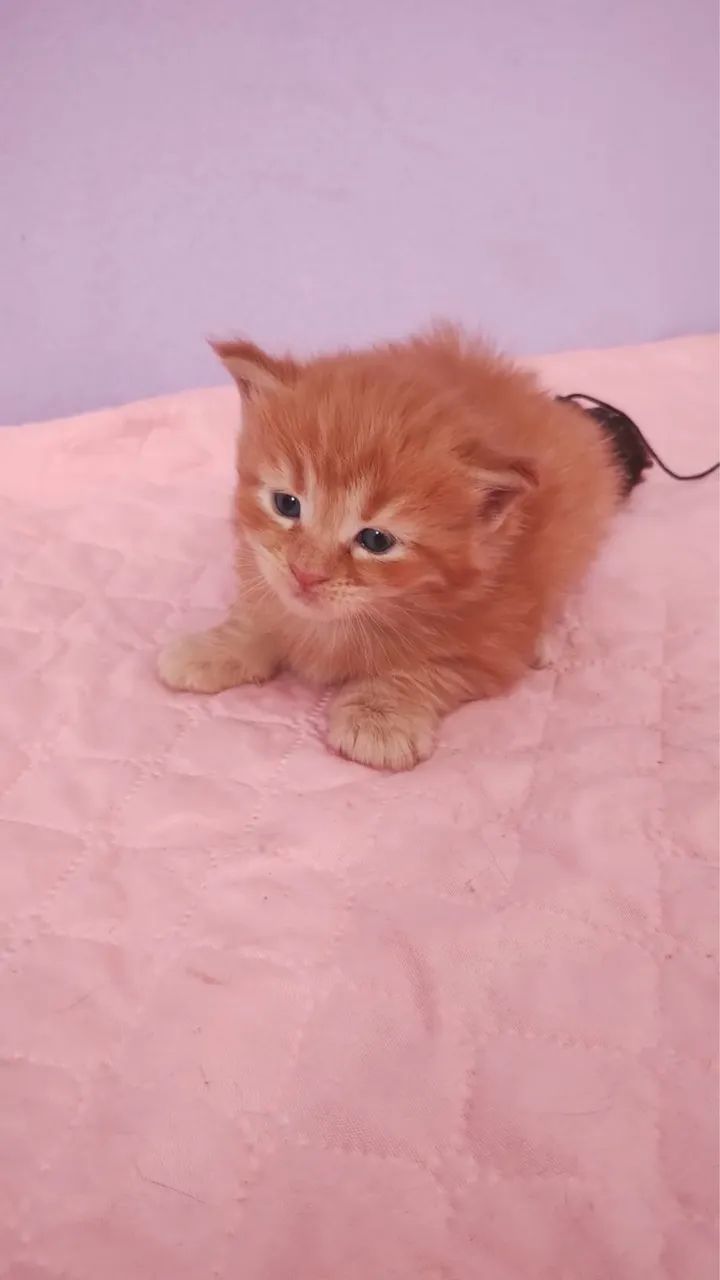 Maine coon  - Foto 3