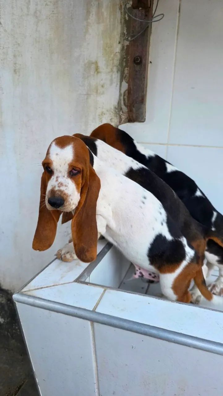 Basset hound  - Foto 5