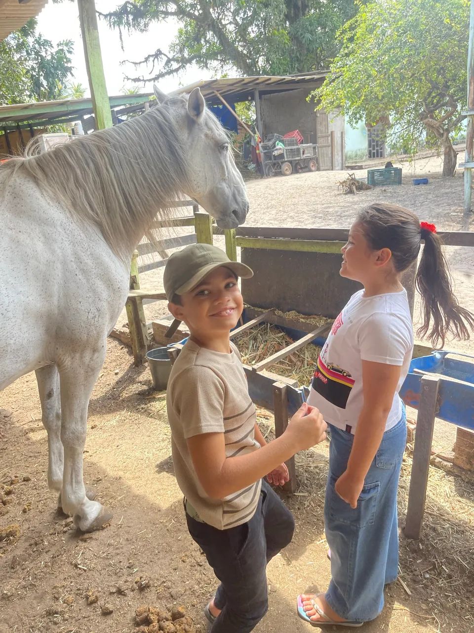 Cavalo Mangalarga  - Foto 3