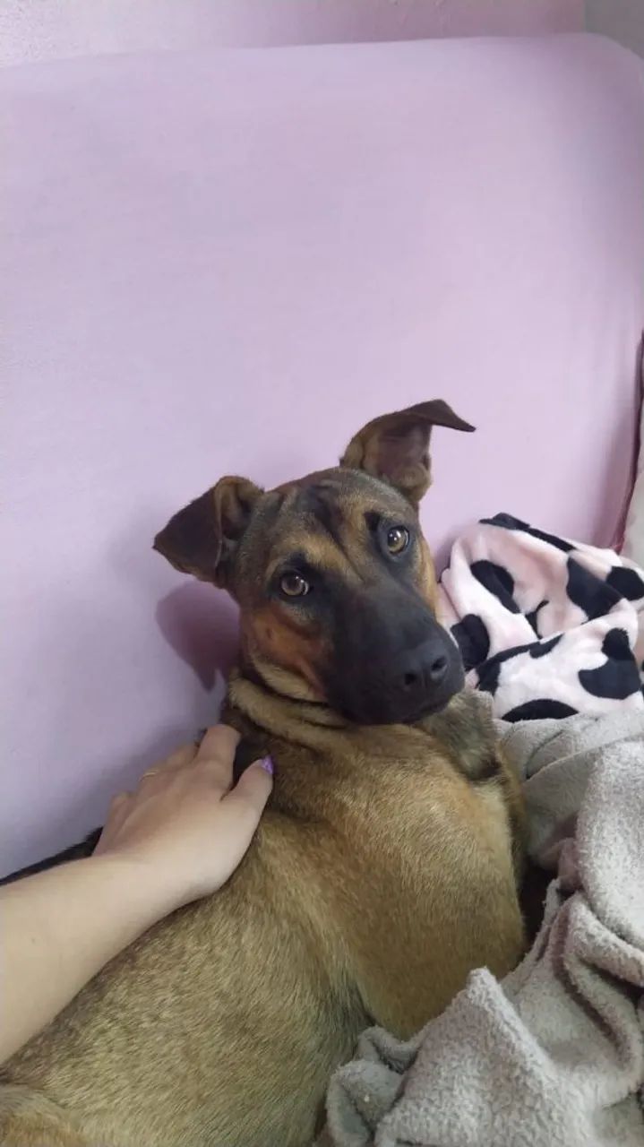 Dois cachorros  - Foto 3