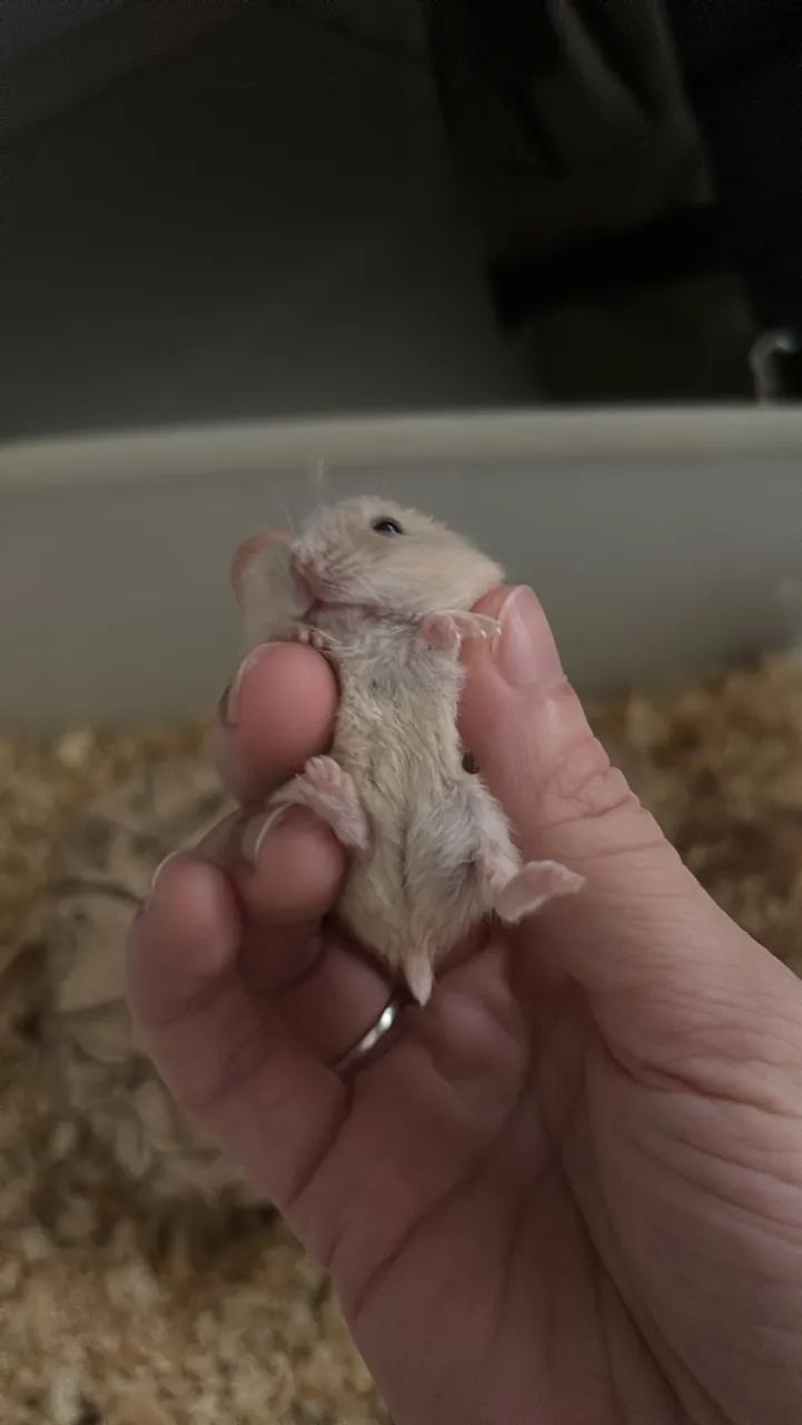 Hamster anao russo