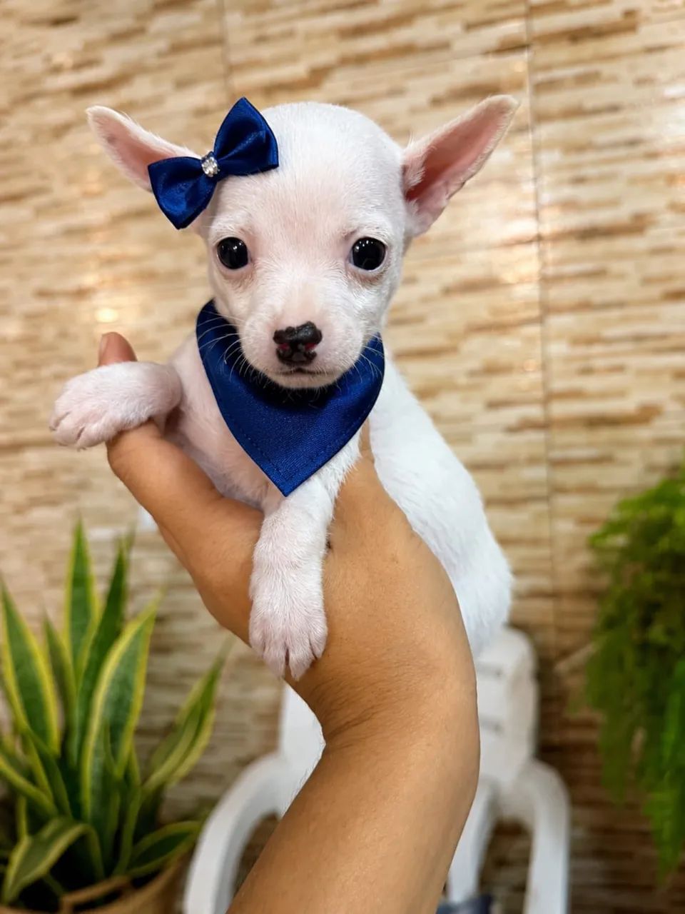 Pinscher exótico 