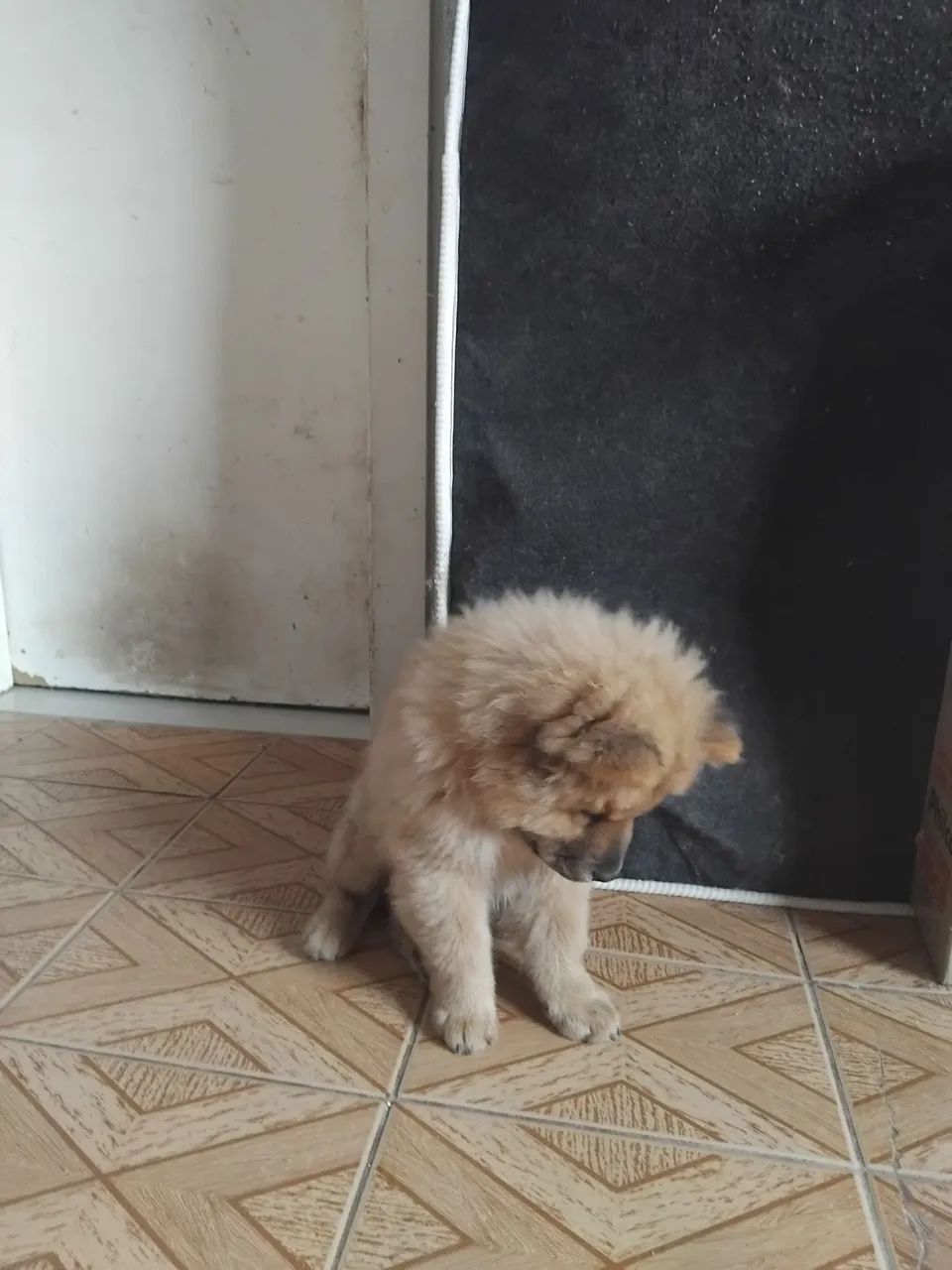 Chowchow - Foto 4