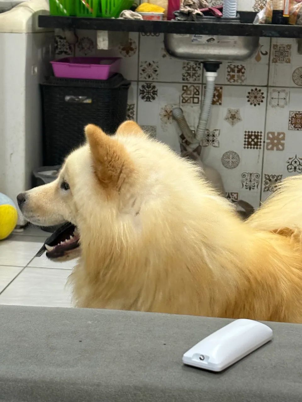 Chowchow - Foto 2