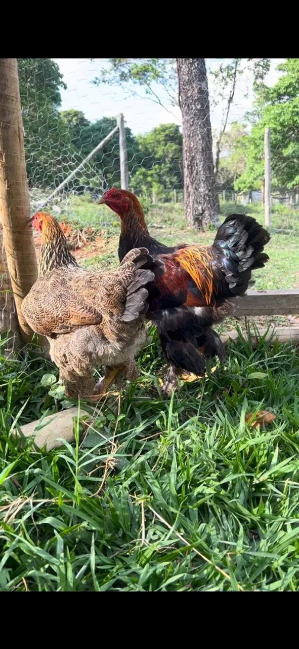 Casal brahma perdiz - Foto 2