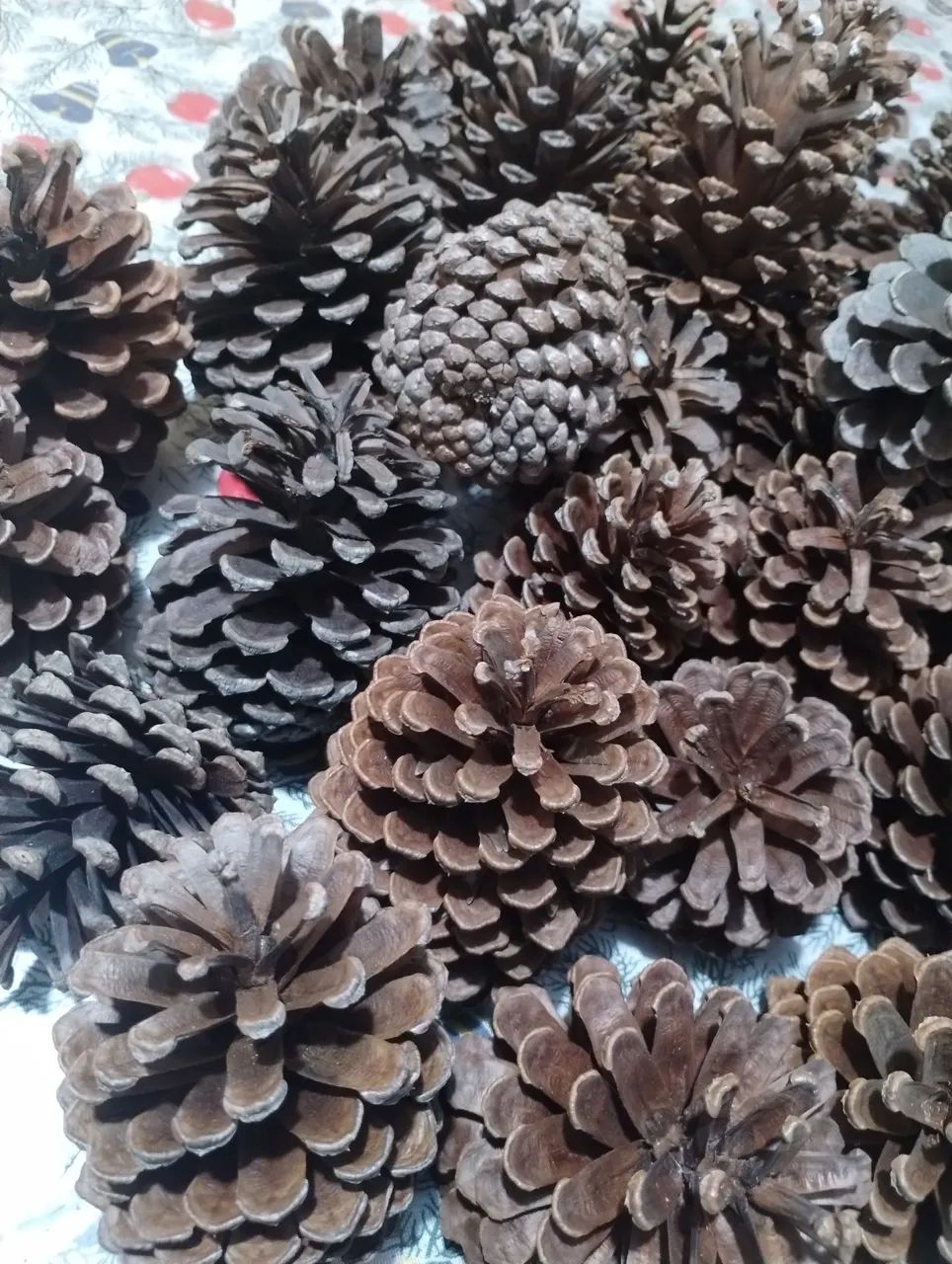 Lote de 35 pinhas Naturais, para decoração e artesanato. - Foto 2