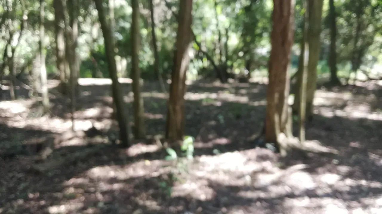 Sítio Documentado - Foto 4