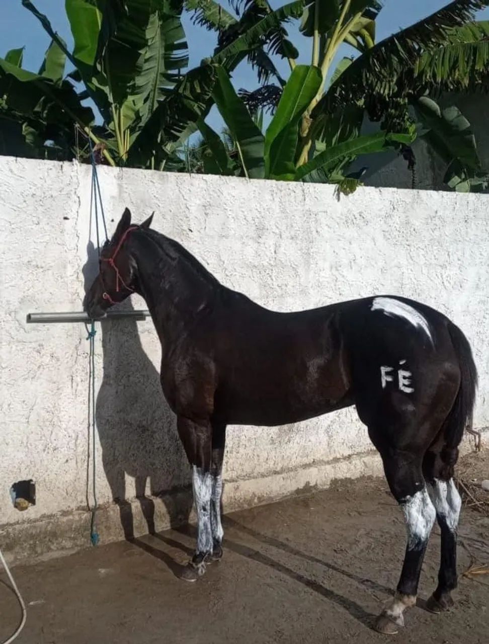 Égua e potra a venda