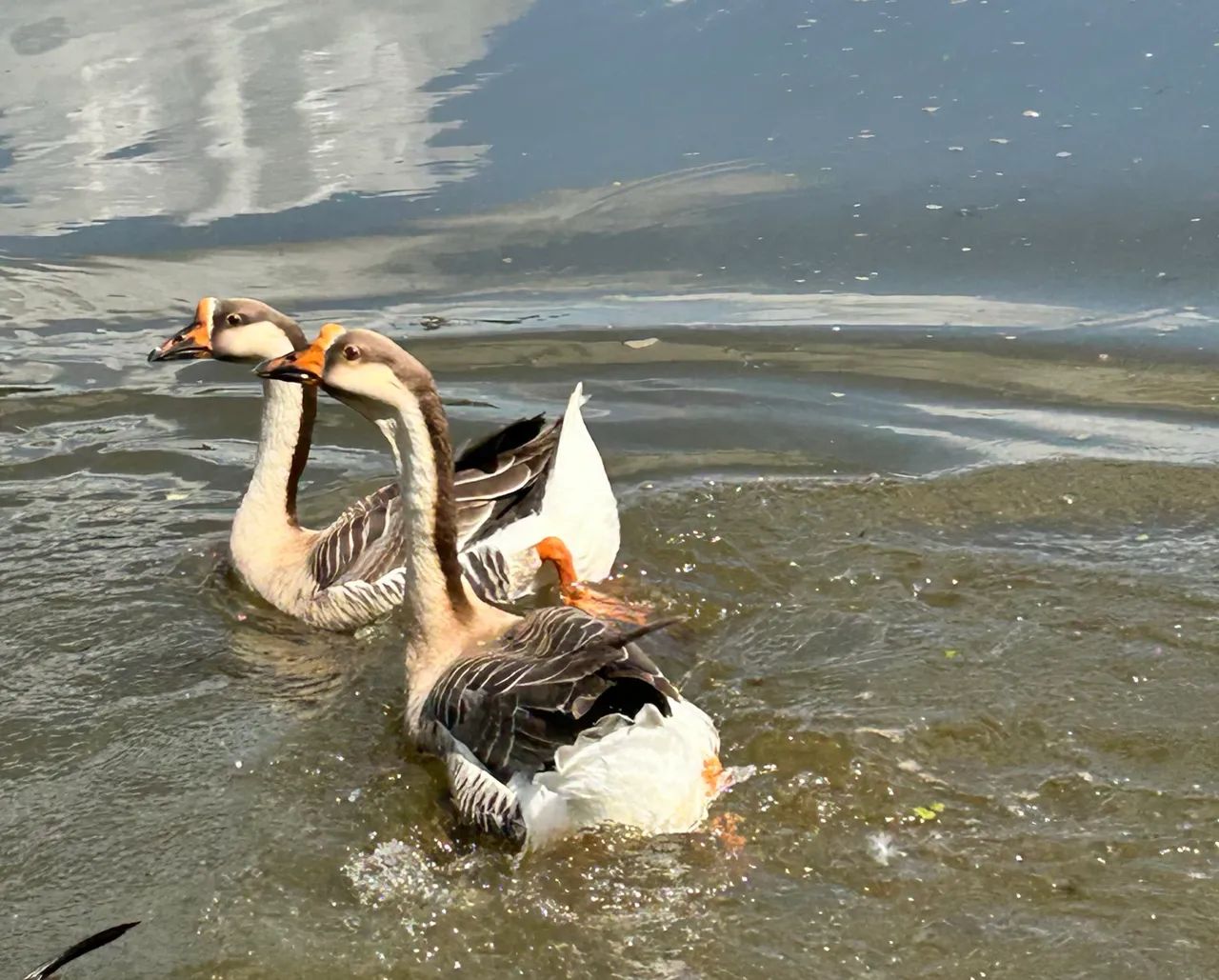 Vendo 2 gansos machos ou troco por outros animais! - Foto 2