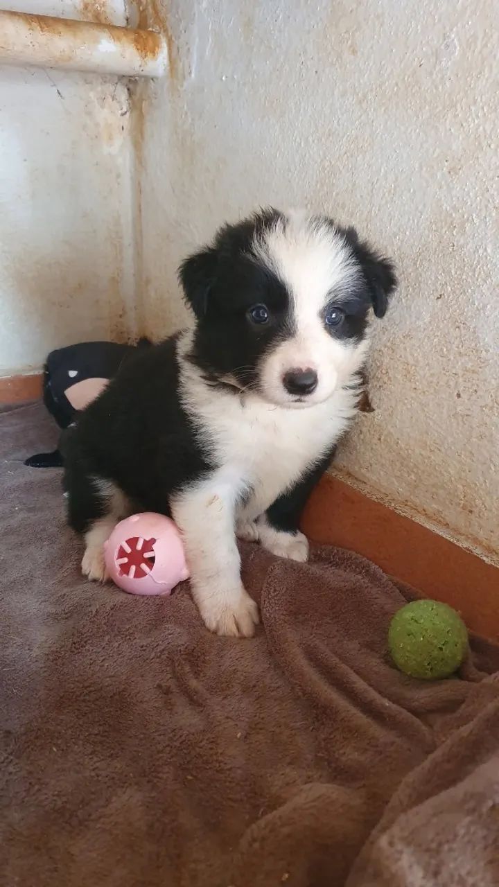 border collie - Foto 3