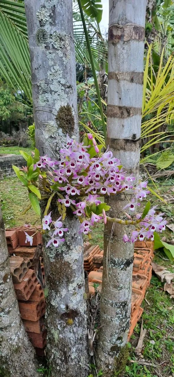 Chácara Morretes-Pr  - Foto 3