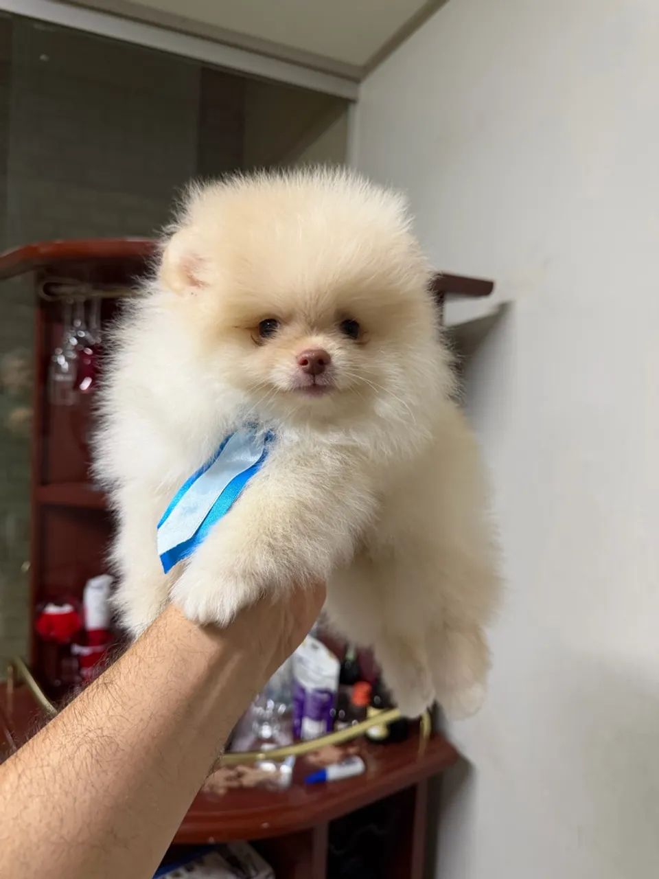 Spitz alemão  - Foto 4