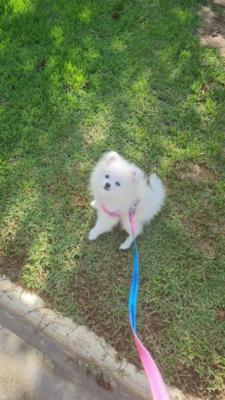 Spitz doação 