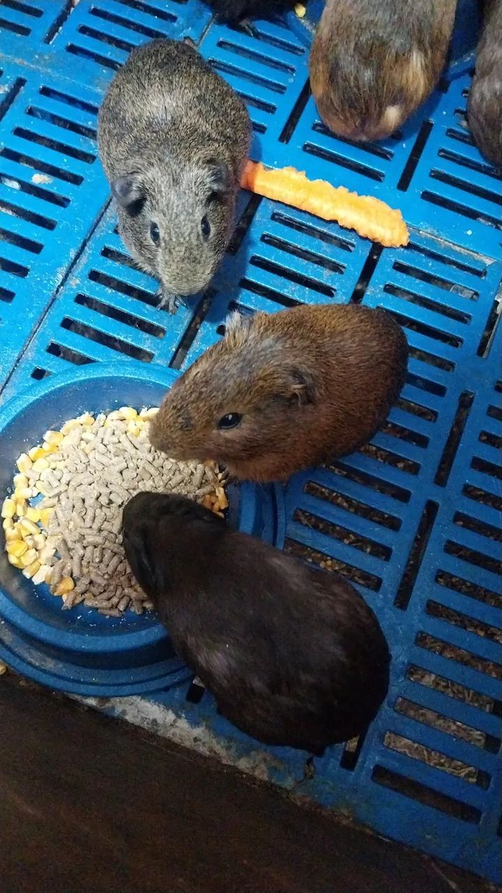 Porquinhos da Índia  - Foto 2