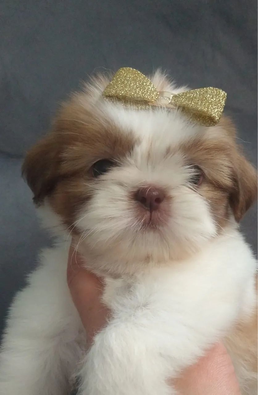 Shitzus Mini - Foto 4